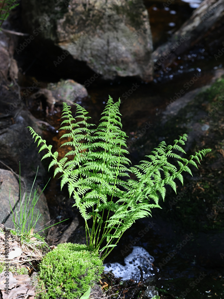Lady fern, Athyrium filix-femina, also known as common lady-fern, wild plant from Finland