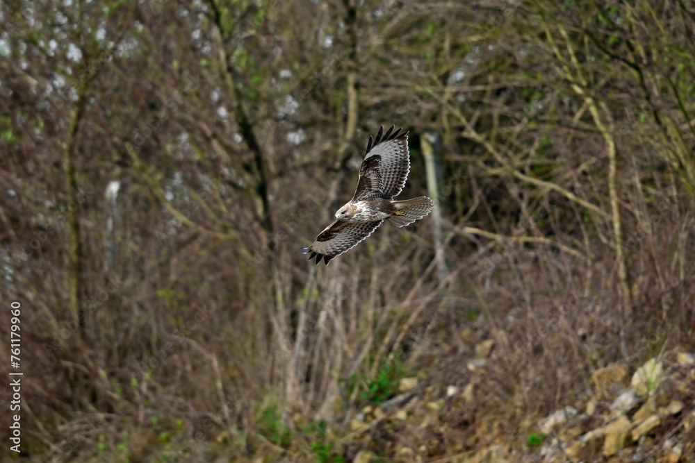 Mäusebussard // Common buzzard (Buteo buteo) Mäusebussard // Common buzzard (Buteo buteo)