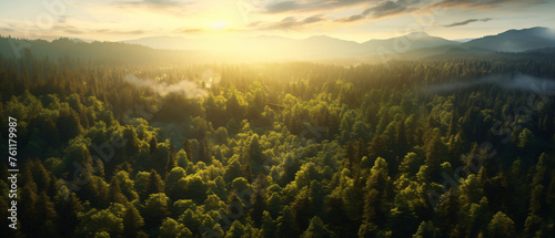 Summer warm sun light forest aerial view