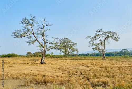 Dry grasslands of Kaziranga National Park, Assam