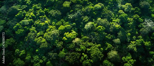 The diverse Amazon forest seen from above a tropical © Rimsha
