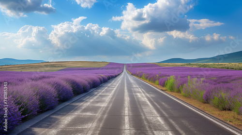 Lavender field with a leading road.