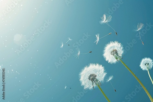lying dandelion seeds against a serene blue background  copy space for text