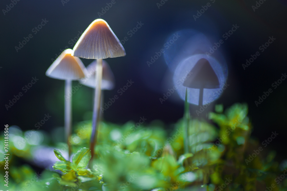 Shallow depth of field, macro photography. Hallucinogenic mushrooms containing psilocybin grow in the forest. Shallow depth of field, macro photography. Hallucinogenic mushrooms containing psilocybin grow in the forest.