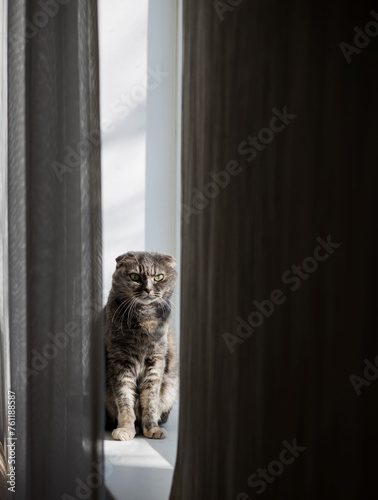 cute grey cat is sitting on the windowsill