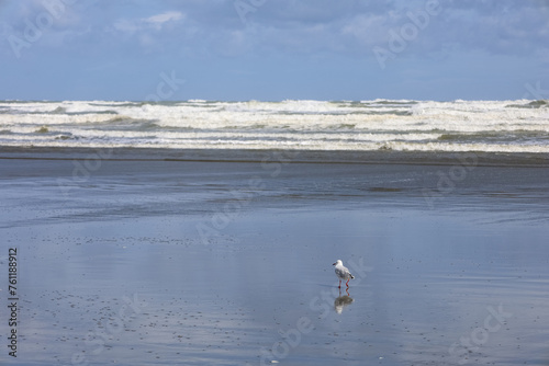 Wunderschöner Strand in Neuseeland mit Möven 