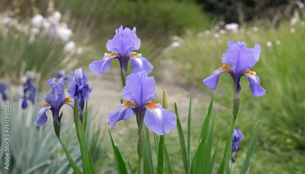 Butterflies Fluttering Around A Garden Of Irises