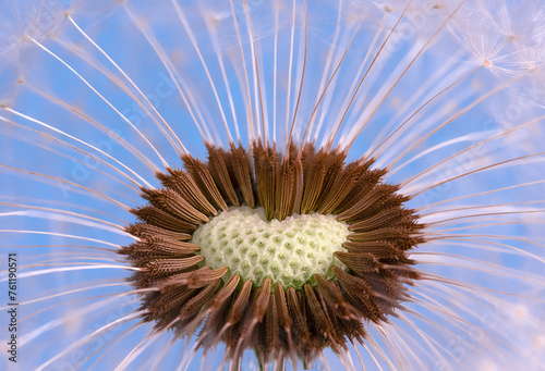 Dandelion and dandelion seeds on blue background close up.