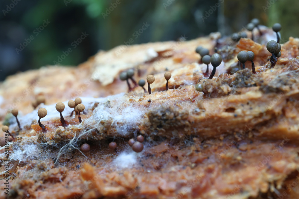 Cribraria rufa, a slime mold from Finland, no common English name Cribraria rufa, a slime mold from Finland, no common English name
