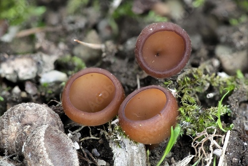Anemone cup, Dumontinia tuberosa, wild mushroom from Finland