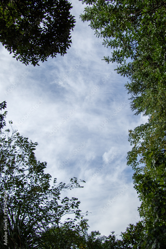 Cloudy blue sky seen above the forest canopy image for background use