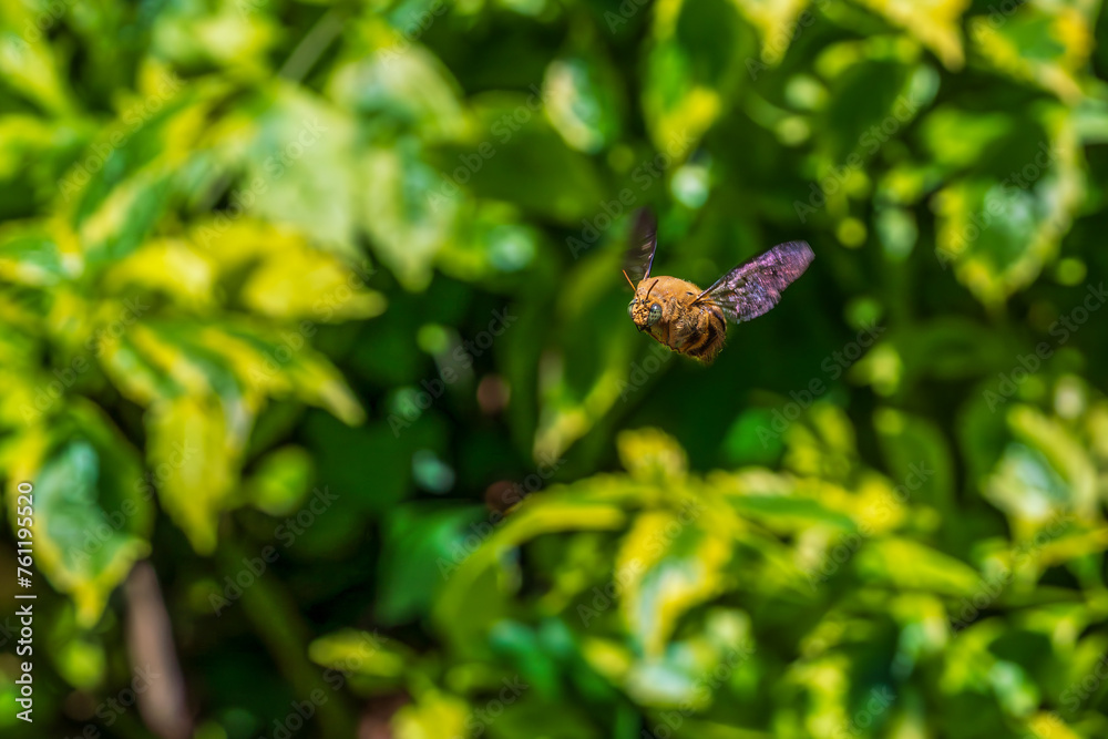 Close up image of flying White-cheeked carpenter bee Close up image of flying White-cheeked carpenter bee