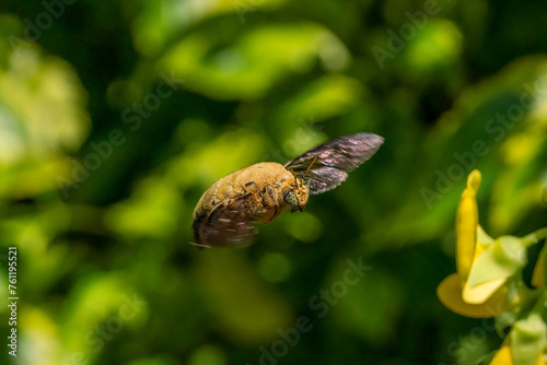 Close up image of flying White-cheeked carpenter bee
