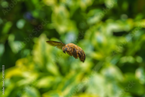 Close up image of flying White-cheeked carpenter bee