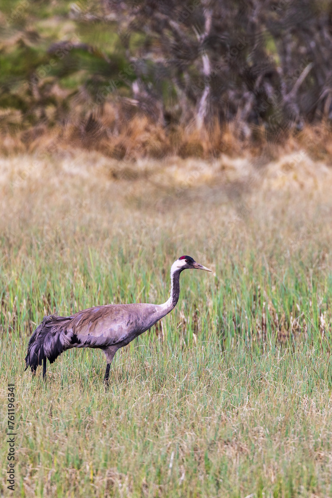 Fototapeta premium Crane in a wet meadow