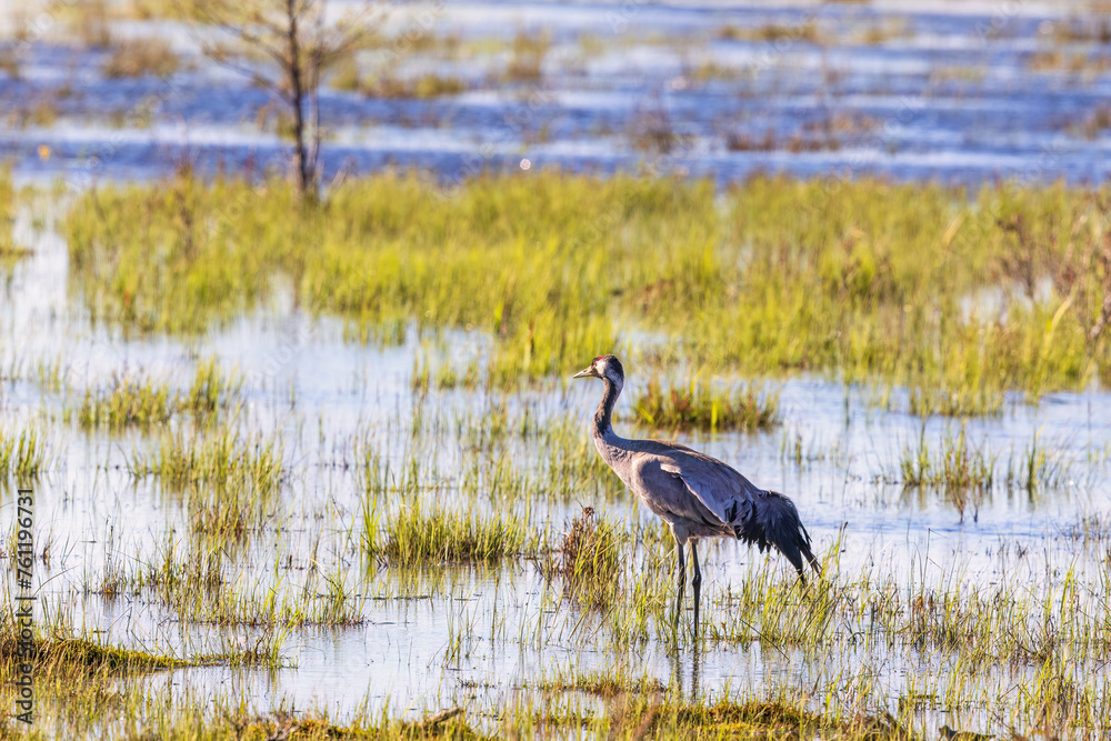 Flooded wetland with a Crane at springtime