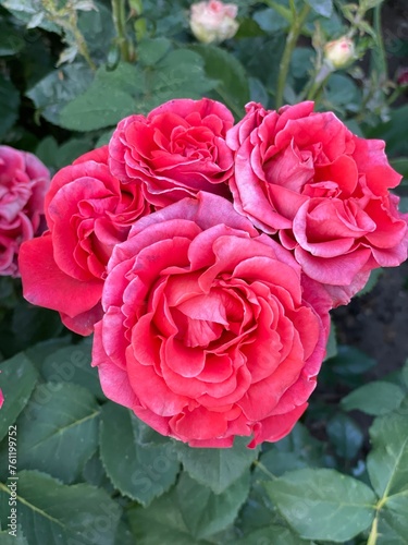 Red floribunda rose bouquet close-up