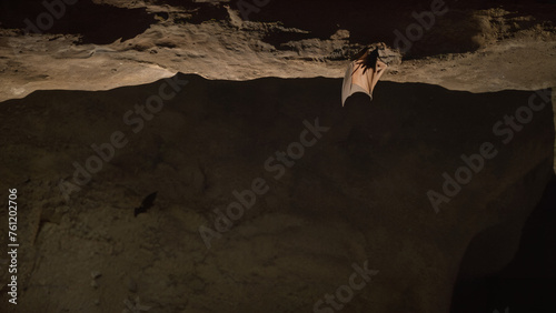 bat that is flying over a rock