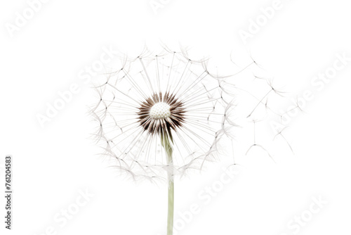 Dandelion Blowing in Wind on White Background. On a Transparent Background.