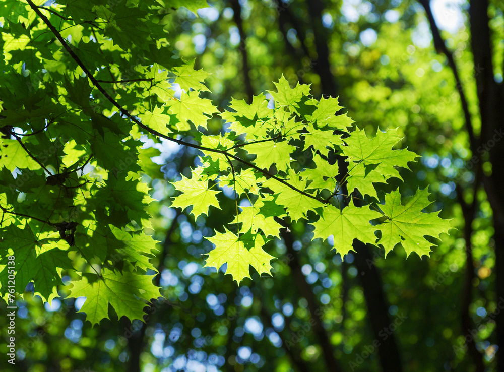 Green leaves on maple tree