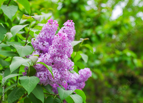 Lilac blossoming branches, Selective focus