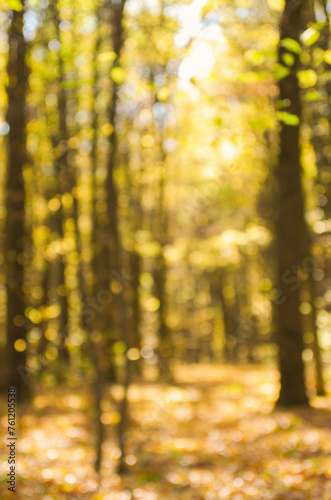 Autumn golden forest, blured background.