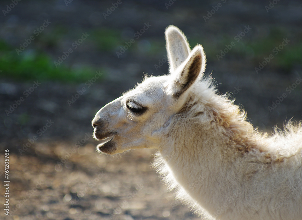 Portrait of a llama in the zoo. Portrait of a llama in the zoo.