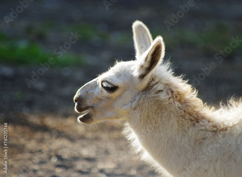Portrait of a llama in the zoo. © photolink