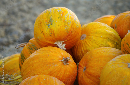Orange edible pumpkins on straw background