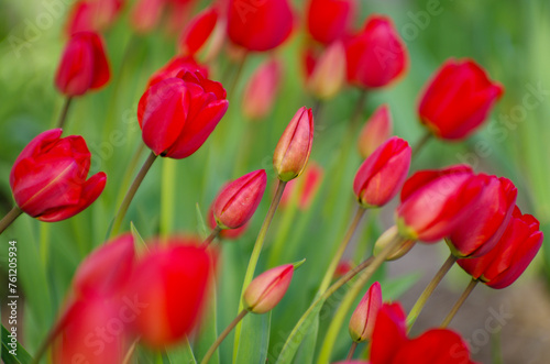 Red tulips in the garden © photolink