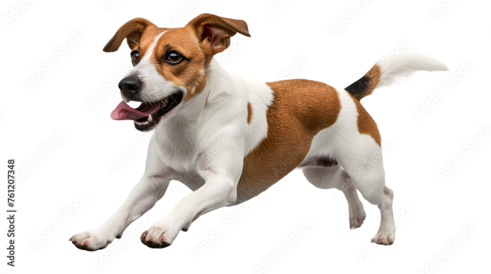 Brown and white dog on Transparent Background. PNG file