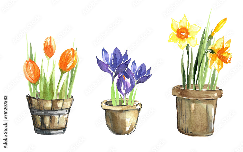 Set of spring flowers in pots. Yellow daffodils with bud and purple crocuses in clay pots and orange tulips in a wooden tub. Hand drawn watercolor illustration on white background