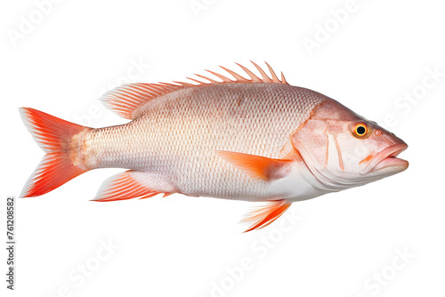 hoopla snapper fish isolated on white background