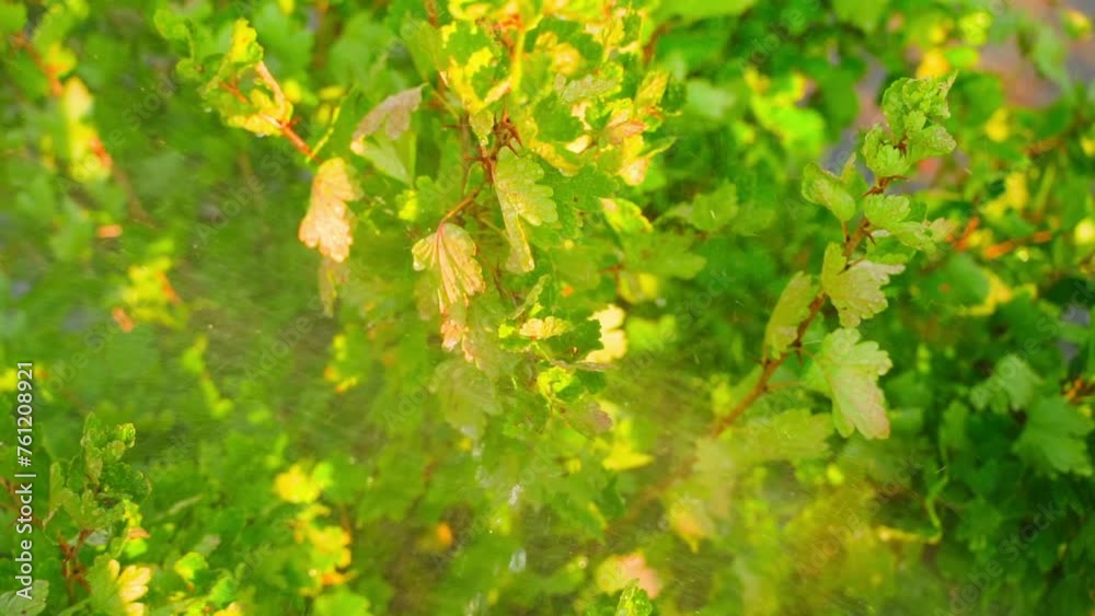 A powerful stream of watering sprays a gooseberry bush, close-up and slow motion A powerful stream of watering sprays a gooseberry bush, close-up and slow motion