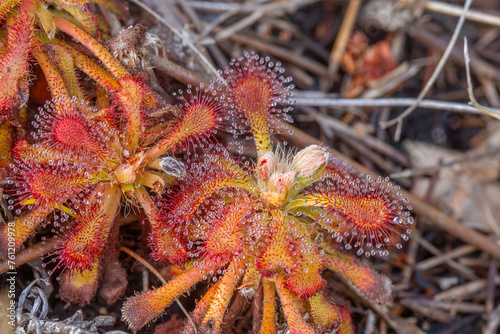 The carnivorous plant Drosera glabripes x xerophila in natural habitat near Hermanus in the Western Cape of South Africa photo