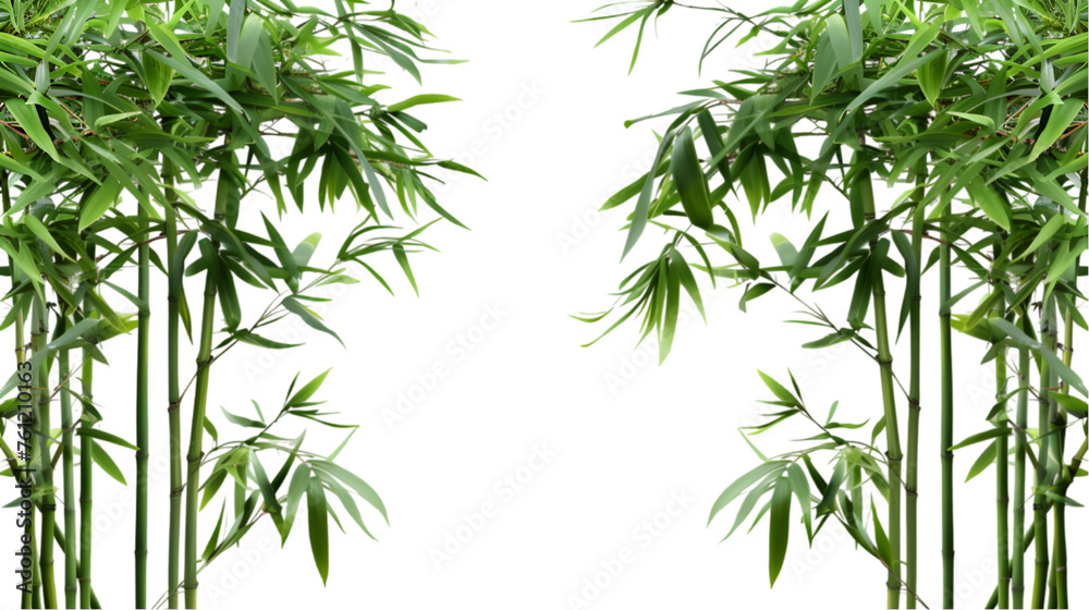 Naklejka premium Grace Bamboo of Nature on Transparent Background. PNG file