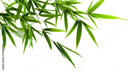 Grace Bamboo of Nature on Transparent Background. PNG file