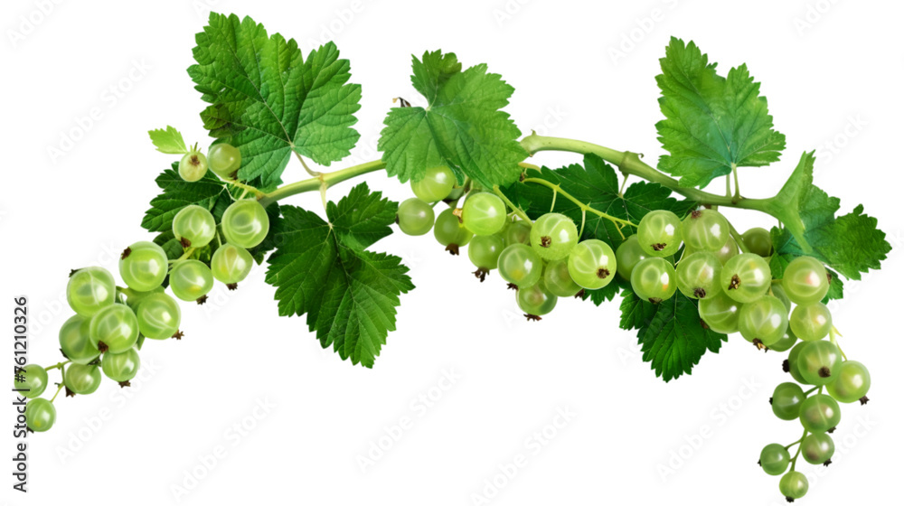 green Currant on Transparent or white Background. PNG file green Currant on Transparent or white Background. PNG file
