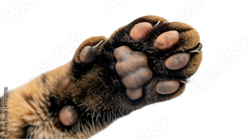Paw in Air on transparent background. PNG file