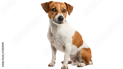 portrait of brown and white dog sitting isolated on transparent background, PNG file