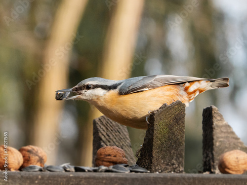 Eurasian Nuthatch bird on a feeder with seeds. Observing, watching and feeding birds in a city park. Wildlife Photography