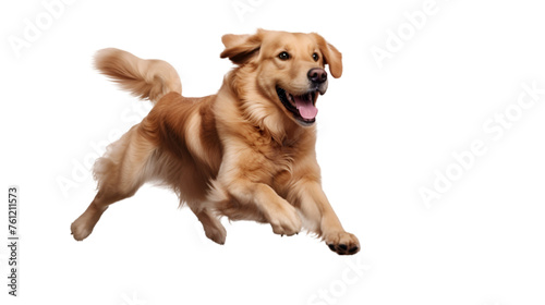 Retriever dog running isolated on white or transparent background, PNG file