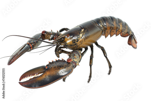 Close-up of a Lobster on a White Background. On a Transparent Background.