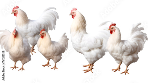 White chicken collection, animal bundle isolated on a transparent background, png