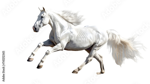 white graceful Horse in Motion on Transparent Background  png
