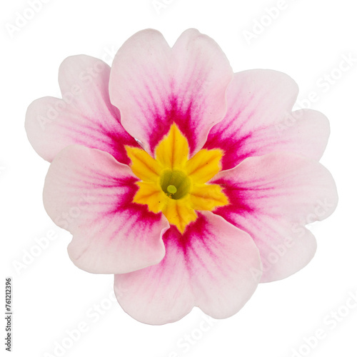 Pink flower isolated on white background