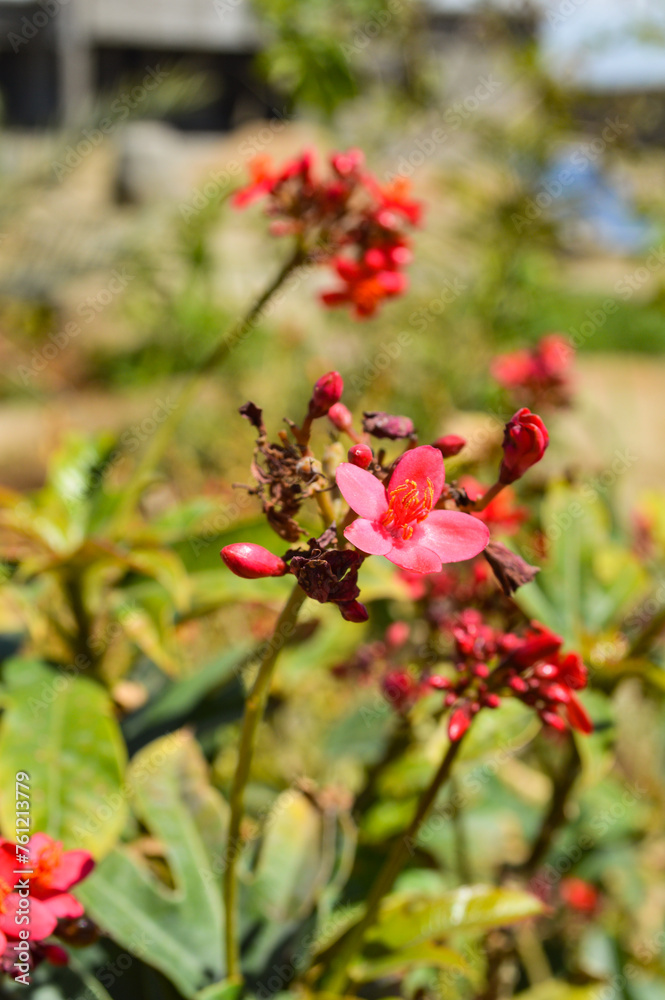 close up of jatropha peregrina flora red flower in the garden close up of jatropha peregrina flora red flower in the garden