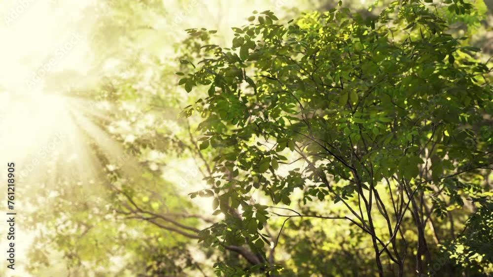 Sunlight shines through the leaves of a tropical forest, creating a mesmerizing display of rays amidst the fog. Sunlight shines through the leaves of a tropical forest, creating a mesmerizing display of rays amidst the fog.