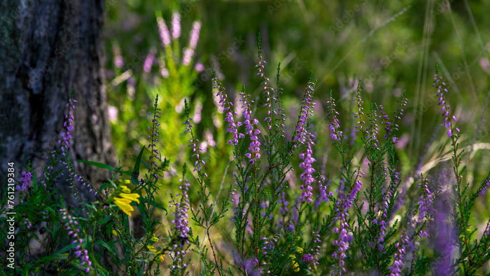 Obraz premium common heather