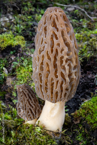 Two little edible and tasty morel mushrooms in moss